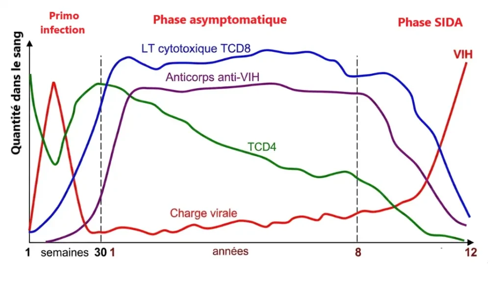Graphique montrant l'évolution de la charge virale du VIH, des lymphocytes TCD4, des LT cytotoxiques TCD8 et des anticorps anti-VIH durant les phases de primo-infection, asymptomatique et SIDA.